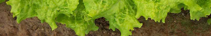 lettuce